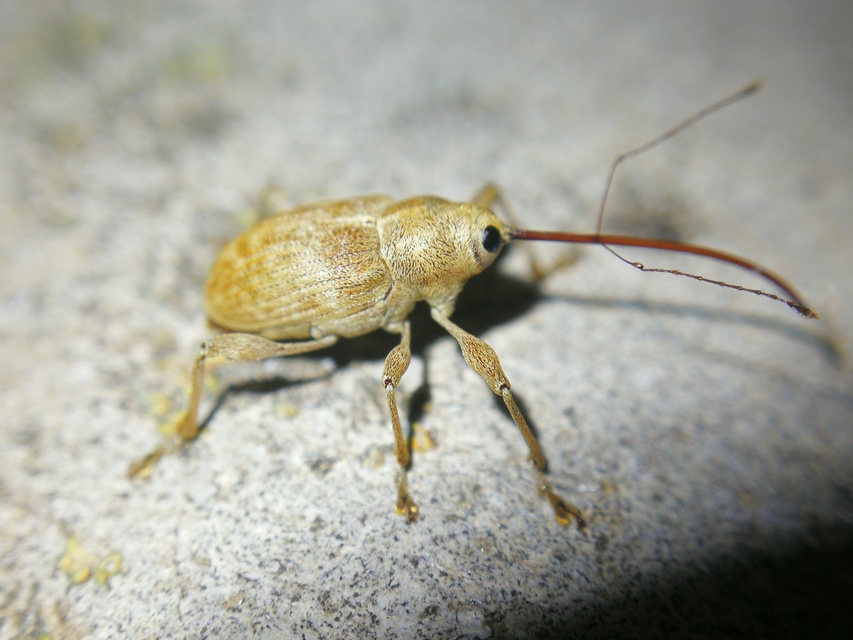 Curculio elephas - gesztenyezsuzsóka
