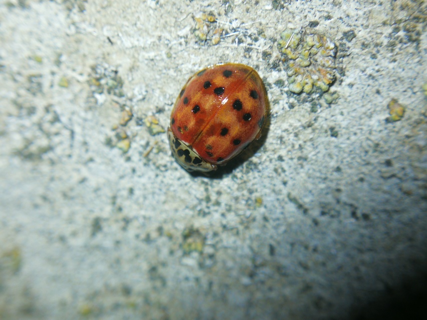 Harmonia quadripunctata - négypettyes katica