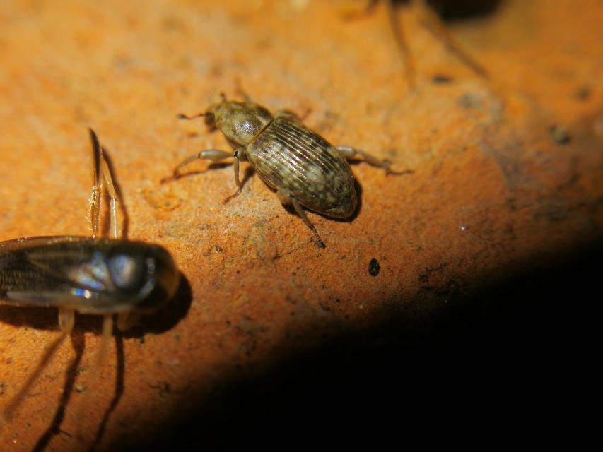 Bagous argillaceus - lakkfényű víziormányos Bagous argillaceus - lakkfényű víziormányos
