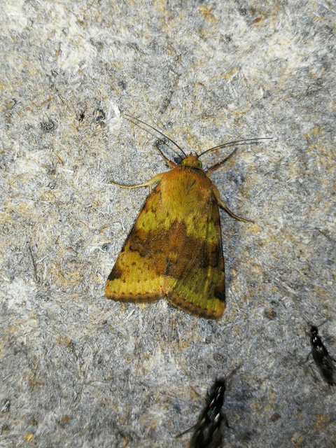 Heliothis viriplaca - mácsonyabagoly