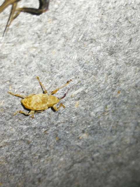 Curculio pellitus - makklikasztó zsuzsóka