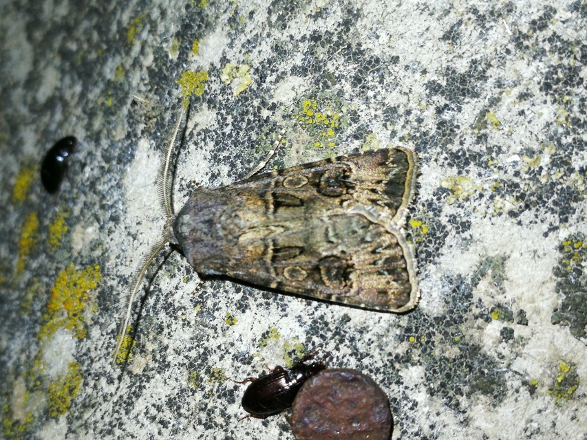 Agrotis bigramma - kétjegyű földibagoly