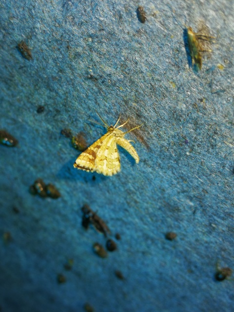 Narraga fasciolaria/tessularia