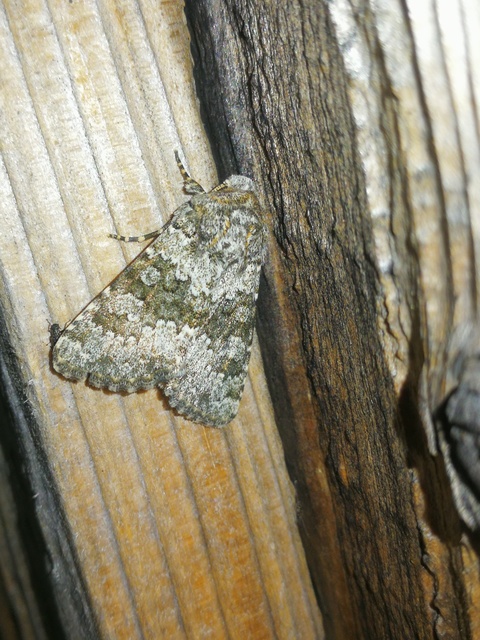 Hecatera dysodea - parajbagoly