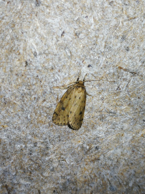 Thumata senex - mocsári medvelepke