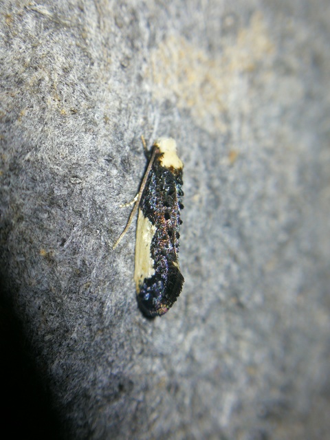 Monopis monachella - apácamoly