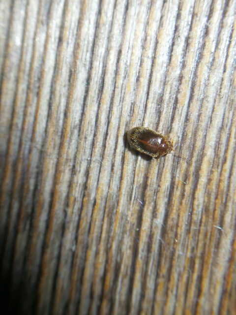 Scirtidae - rétbogárfélék