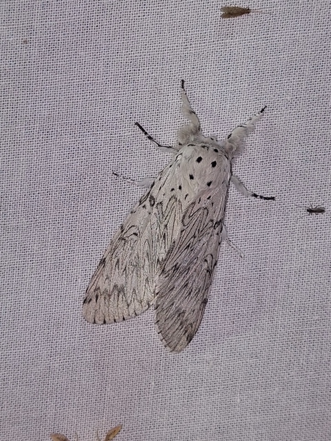 Cerura erminea - hermelin-púposszövő