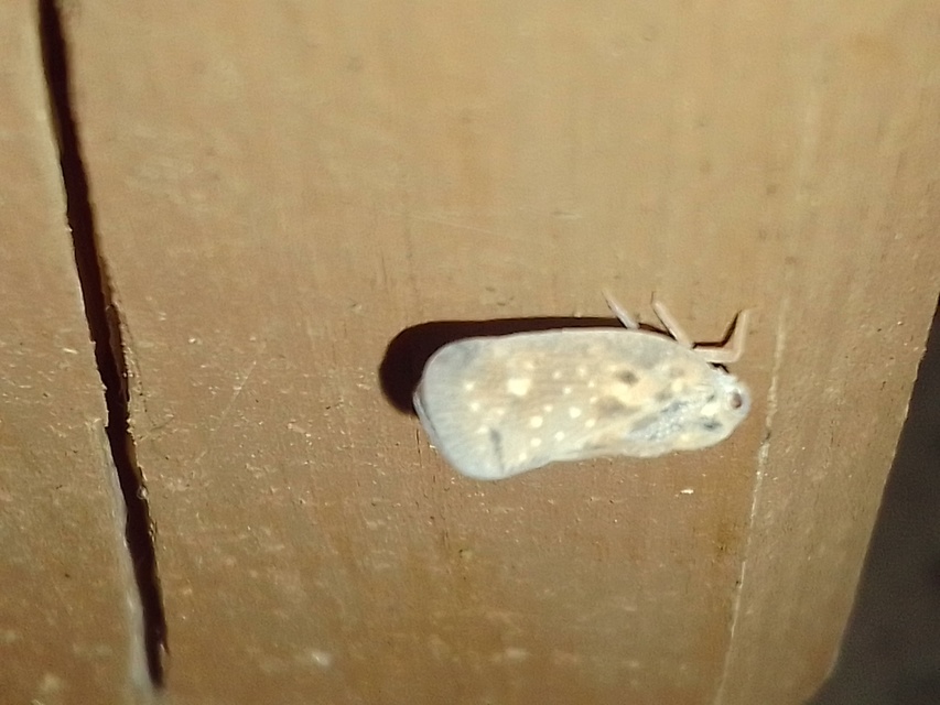 Metcalfa pruinosa - amerikai lepkekabóca