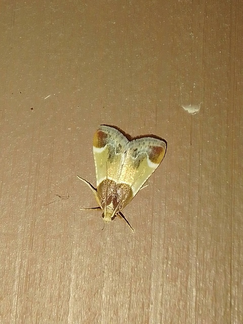 Pyralis farinalis - lisztilonca