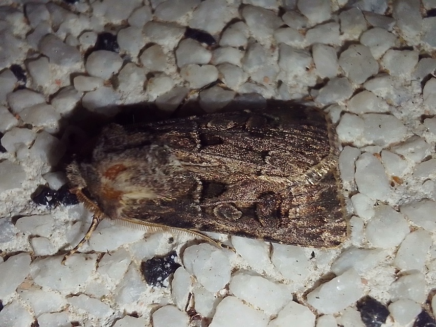 Agrotis bigramma - kétjegyű földibagoly
