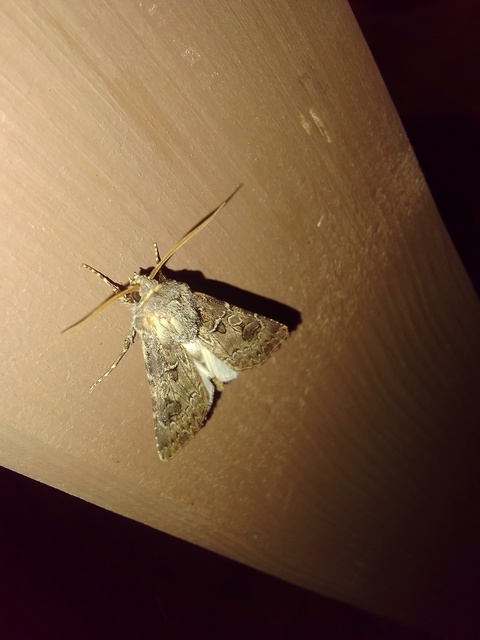 Agrotis bigramma - kétjegyű földibagoly