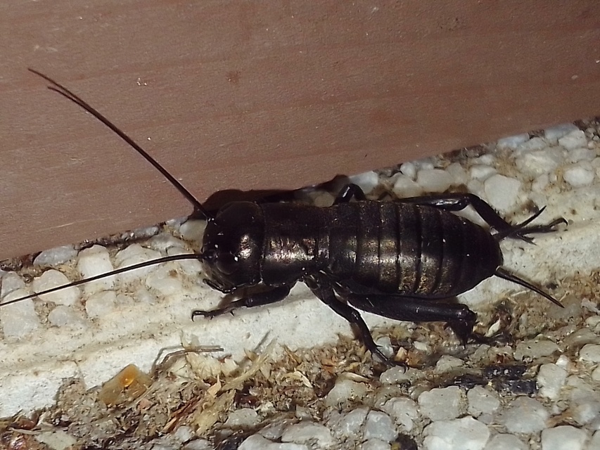 Gryllus campestris - mezei tücsök