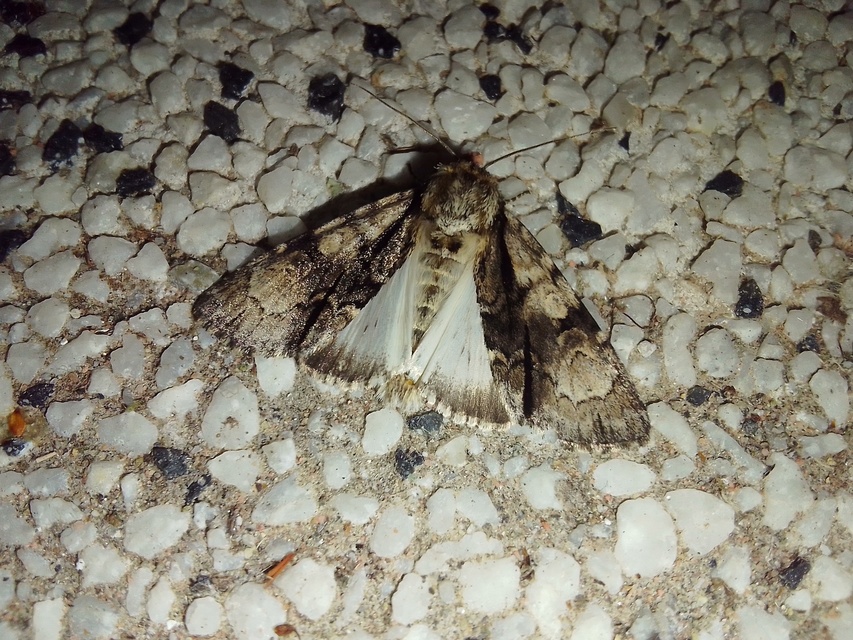 Acronicta alni - éger-szigonyosbagoly