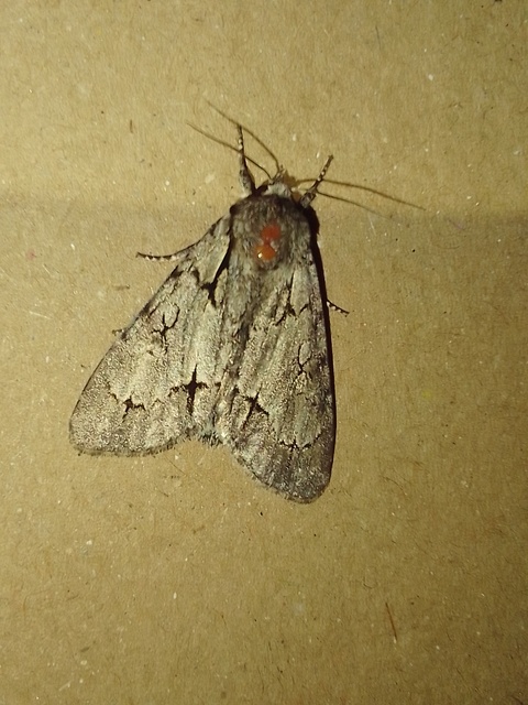 Acronicta cuspis/tridens/psi