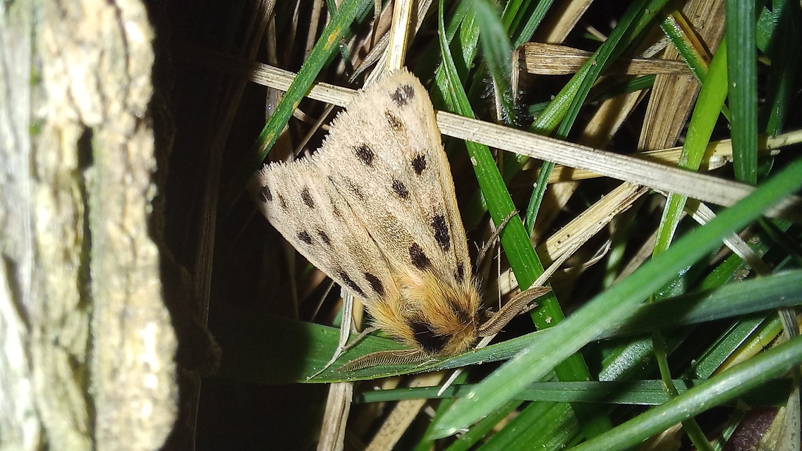 Chelis maculosa - foltos medvelepke