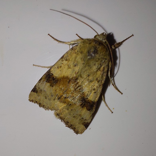 Heliothis viriplaca - mácsonyabagoly