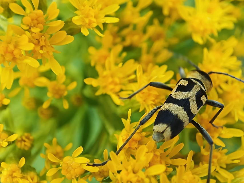 Chlorophorus varius - díszes darázscincér