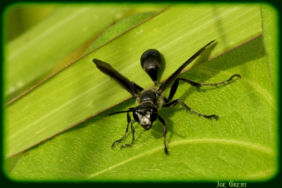 Isodontia mexicana - mexikói fűdarázs
