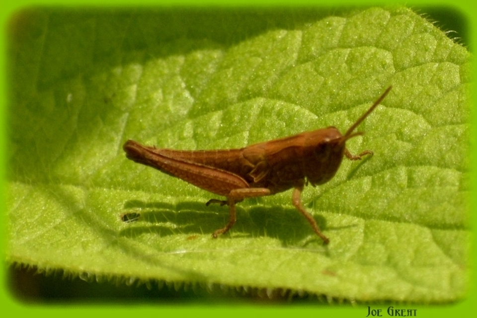 Chorthippus (Chorthippus) (subgenus)