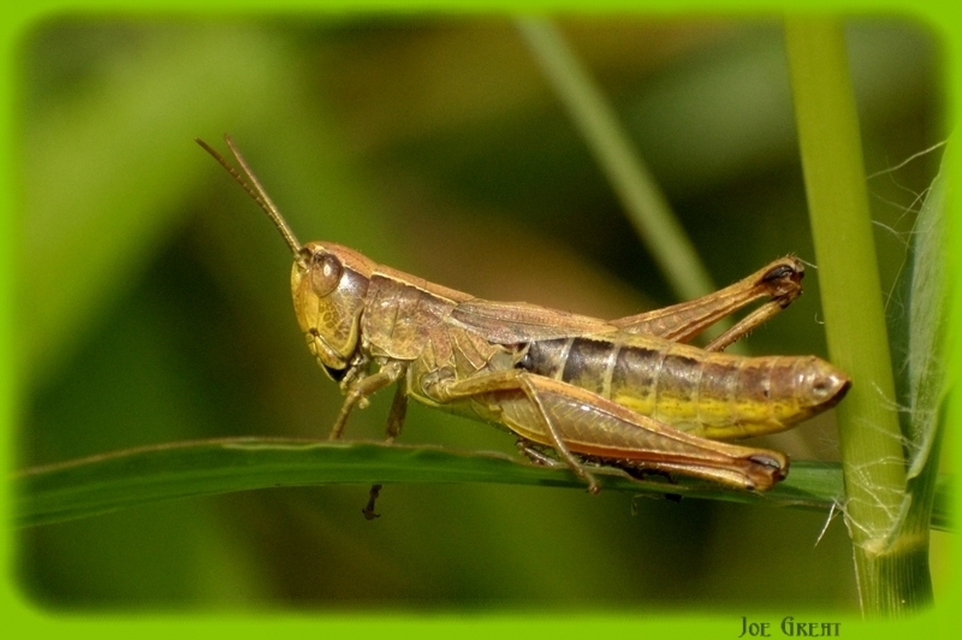 Pseudochorthippus parallelus - közönséges rétisáska