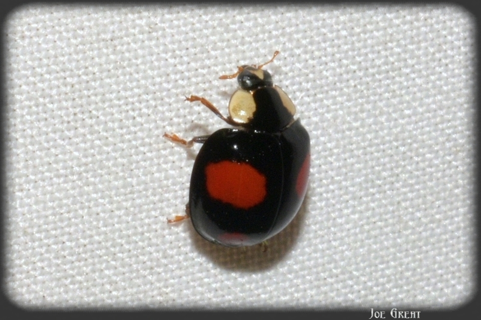 Harmonia axyridis - harlekinkatica