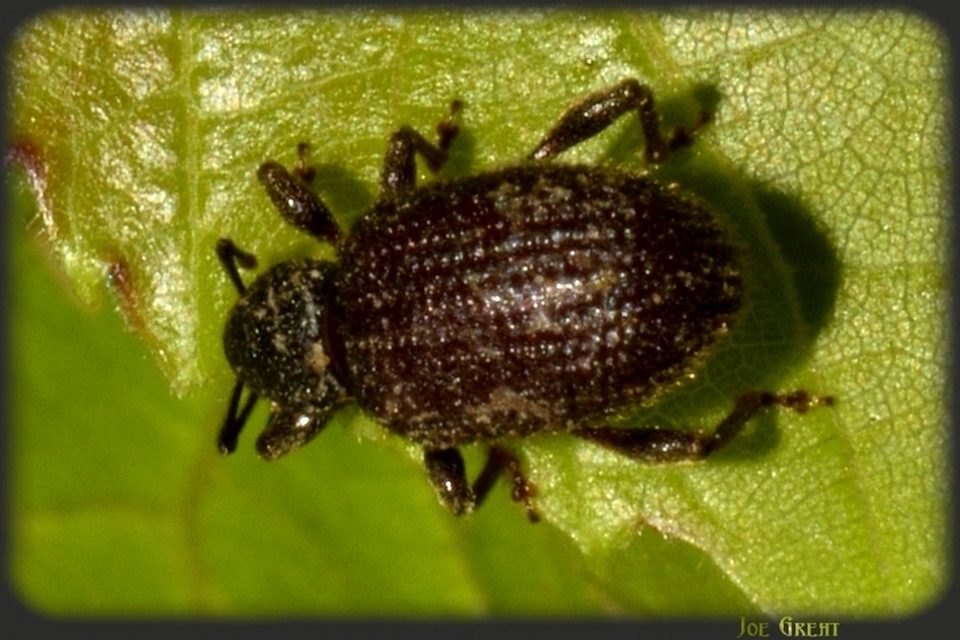 Otiorhynchus rugosostriatus - szamóca-gyalogormányos