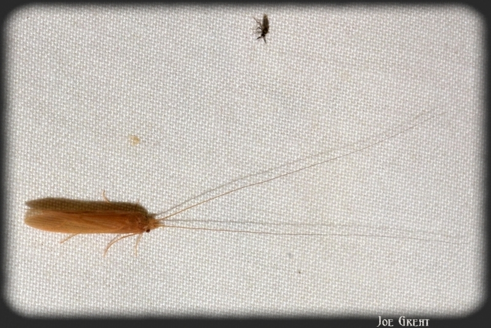 Trichoptera - Tegzesek