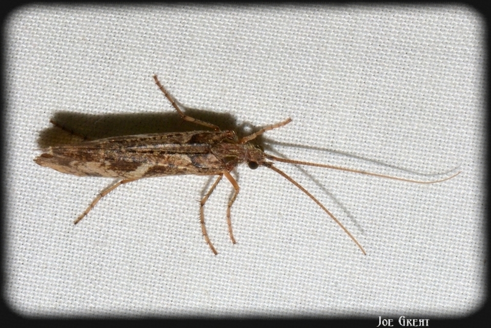 Trichoptera - Tegzesek