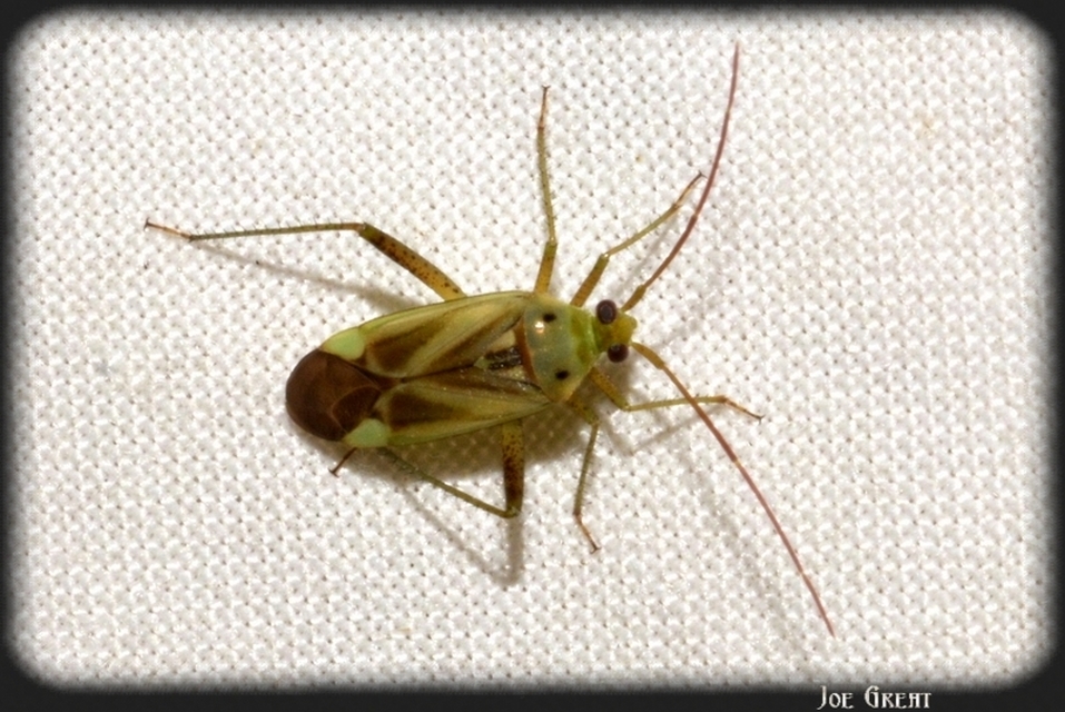 Adelphocoris lineolatus - lucernapoloska