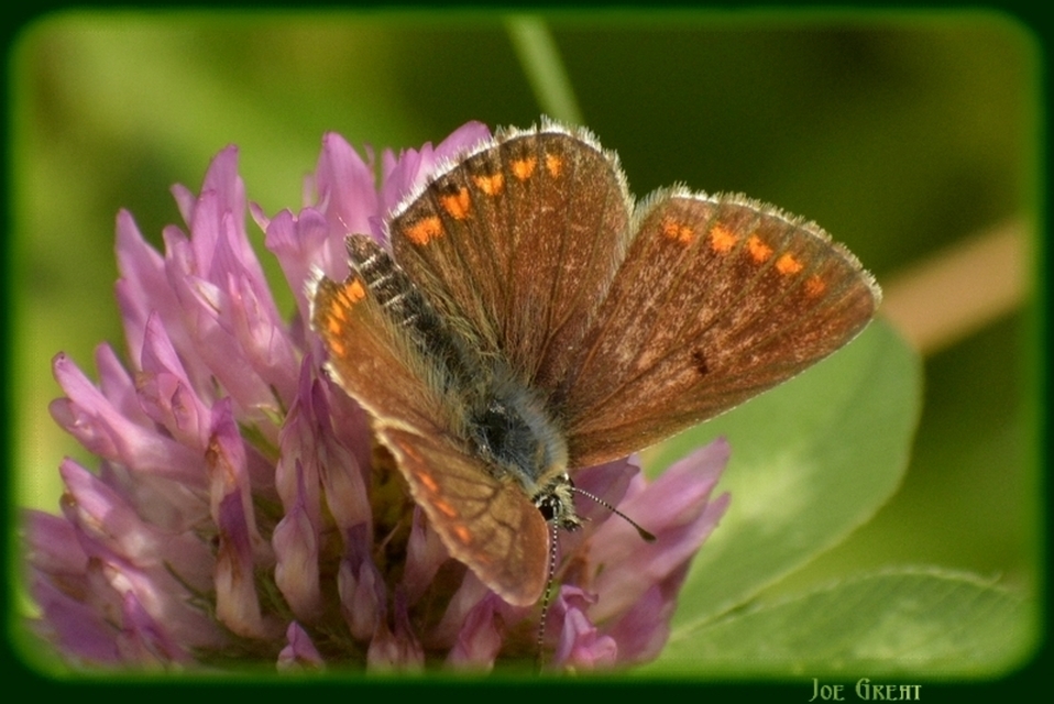 Aricia agestis - szerecsenboglárka