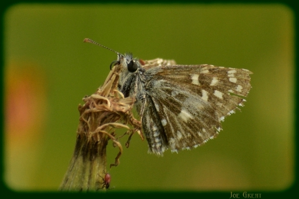 Pyrgus malvae - kis busalepke