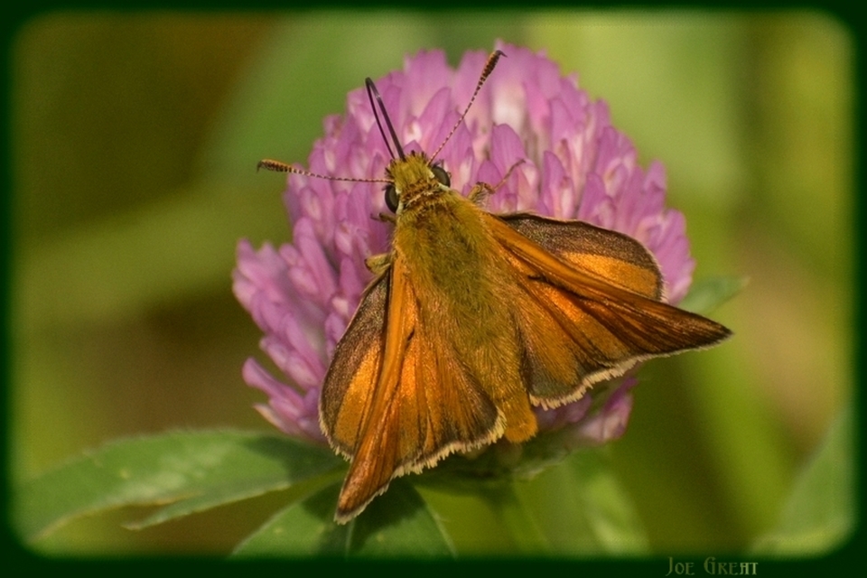 Ochlodes sylvanus - erdei busalepke