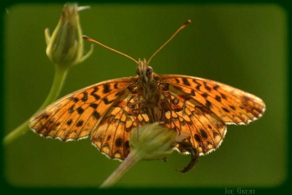 Boloria dia - kis gyöngyházlepke