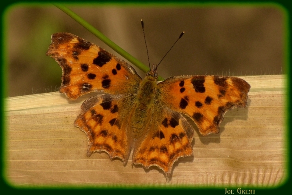 Nymphalis c-album - C-betűs lepke