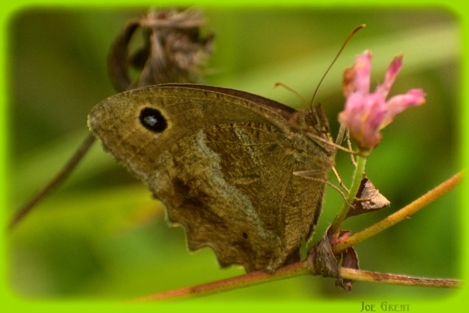 Minois dryas - fekete szemeslepke