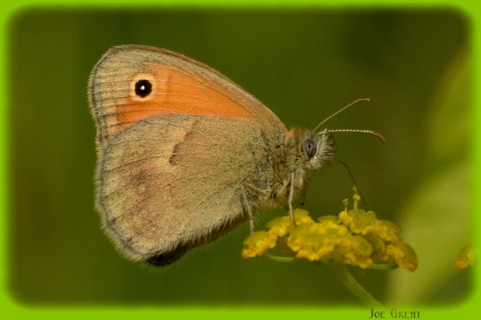 Coenonympha pamphilus - kis szénalepke