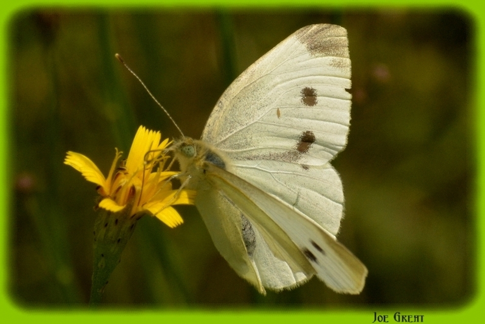 Pieris rapae - répalepke