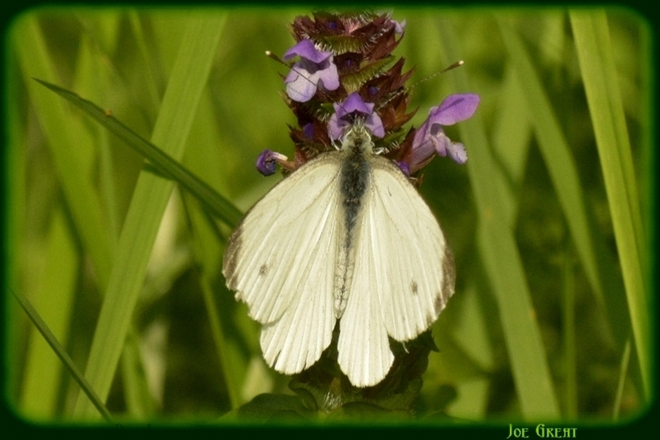 Pieris napi - repcelepke