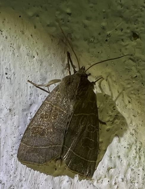 Ipimorpha subtusa - csúcsos nyárfabagoly