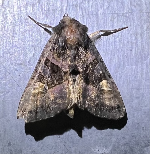 Euplexia lucipara - szeder-csipkésbagoly