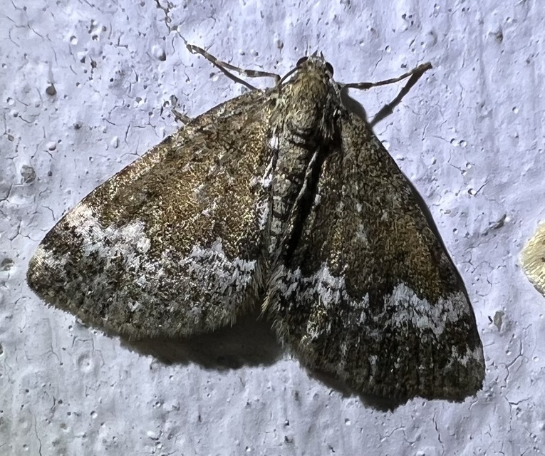 Perizoma alchemillata - árvacsalán-araszoló