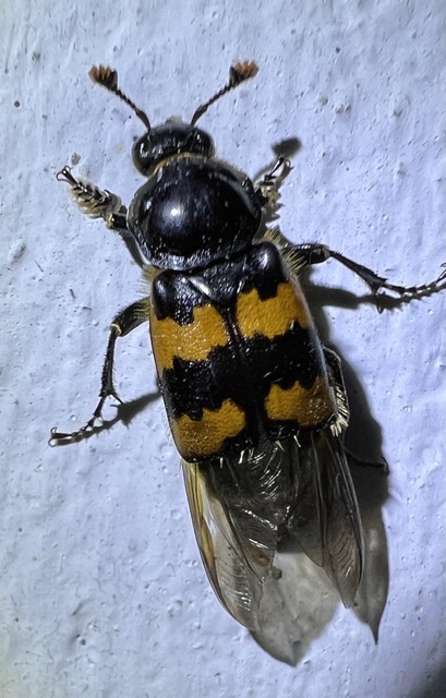 Nicrophorus interruptus - sárgaszőrű temetőbogár