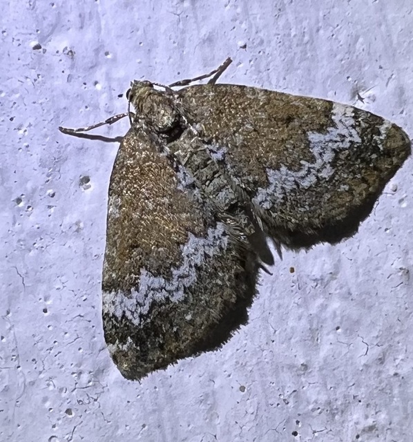 Perizoma alchemillata - árvacsalán-araszoló