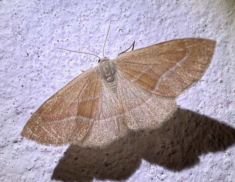 Hylaea fasciaria - erdeifenyő-sávosaraszoló