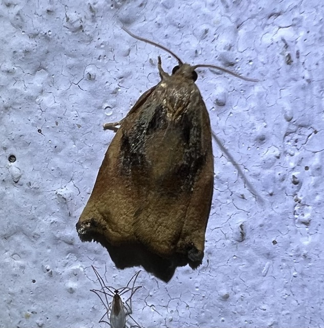 Archips podana - dudvarágó sodrómoly
