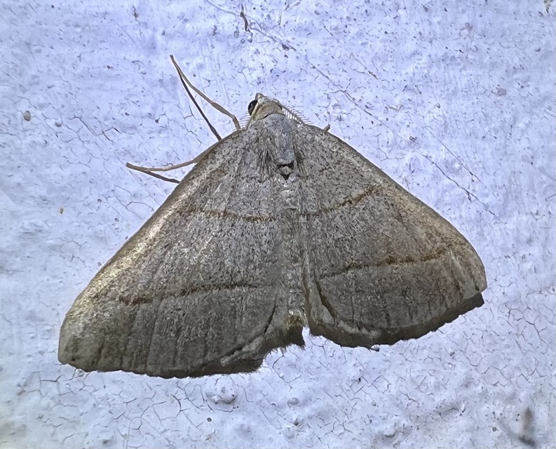 Scotopteryx mucronata/luridata/ignorata