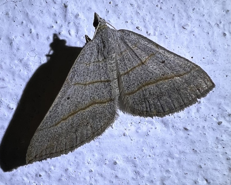 Scotopteryx mucronata/luridata/ignorata
