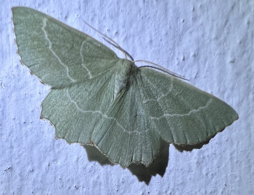 Thalera fimbrialis - csipkésszélű zöldaraszoló