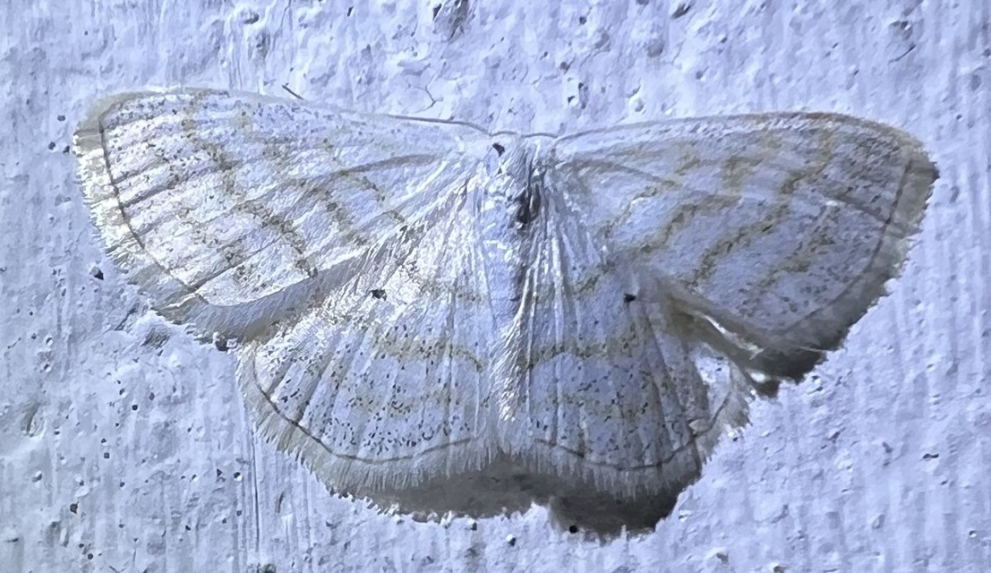 Scopula caricaria - mocsári fehéraraszoló